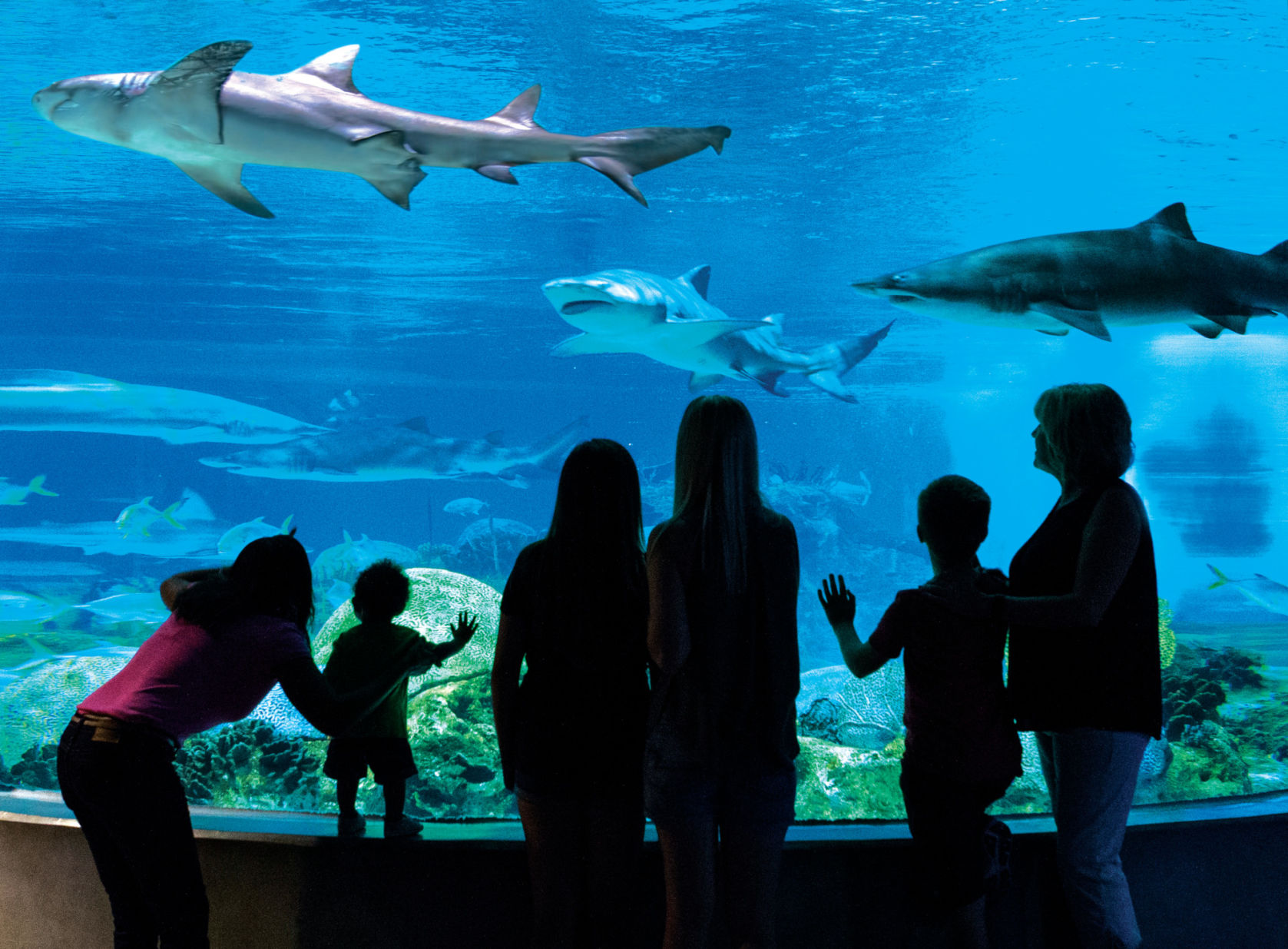 OdySea Aquarium rated autism-friendly